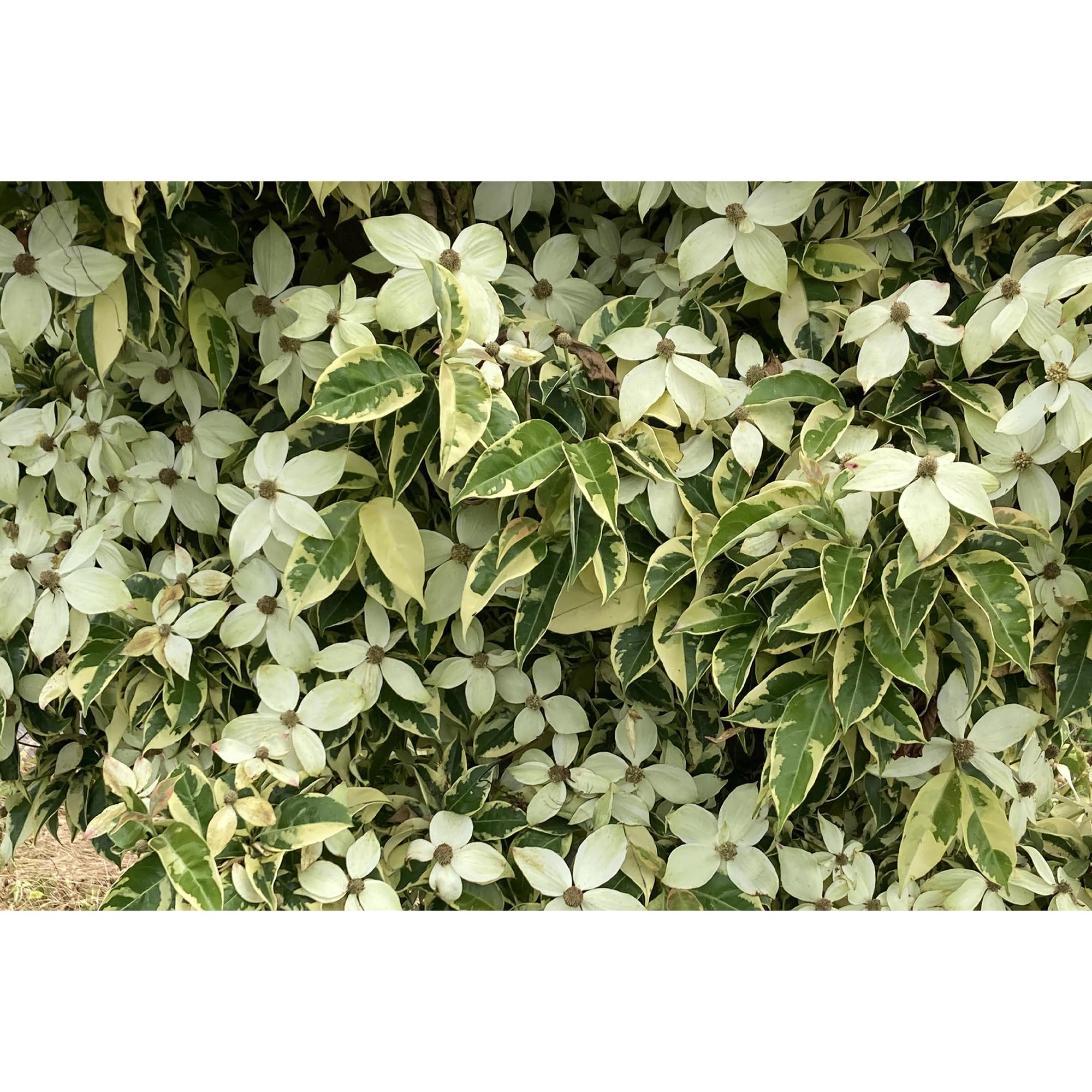 Amazon | はなみどり 斑入り常緑ヤマボウシ 5寸ポット 1株 15cmポット